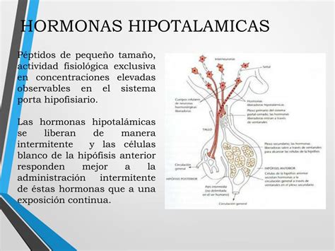 Ppt Sindromes De Hiperfuncion E Hipofuncion Hipotalamo Hipofisiaria