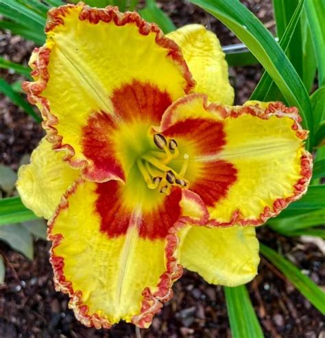 Daylily Hemerocallis Magic Attraction In The Daylilies Database