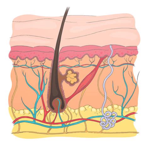 Kulit Anggota Tubuh Ilustrasi Grafik Vektor And Clip Art Bebas Royalti