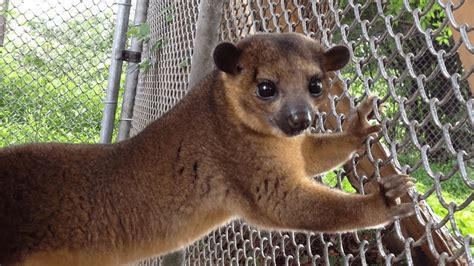 This Kinkajou Is The Cutest Animal Youve Never Heard Of Youtube