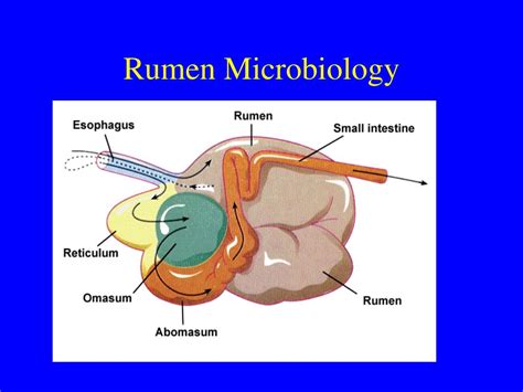 Ppt Microbial Ecology Powerpoint Presentation Free Download Id 4280900