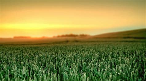 Hd Wallpaper Wheat Crop Field Sunset Hd Nature Wallpaper Flare