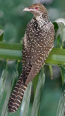 Asian koel - Wikipedia