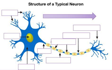 Neuron Diagram Labeled With Functions