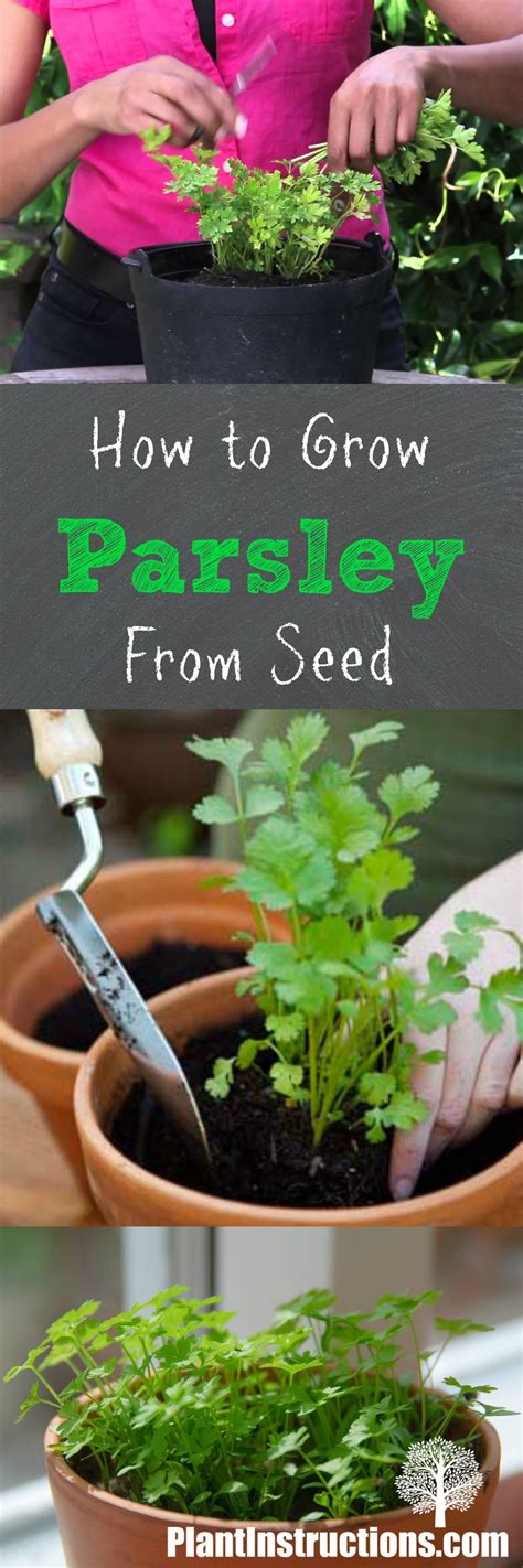 How To Grow Parsley From Seed Growing Parsley Parsley Plant