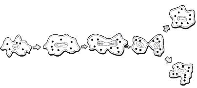 Name the process by which an Amoeba reproduces. Draw the various stages of its reproduction in a ...