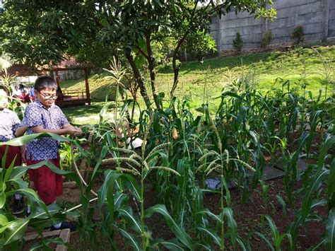 Kegiatan Berkebun Jagung Di Sd Kristen Ketapang Iii Kelas 34 And 5