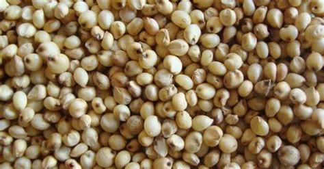 White Sorghum Exporters In India