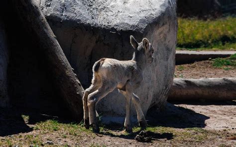 Nace Borrego Cimarr N En El Bosque De Mexicali La Voz De La Frontera