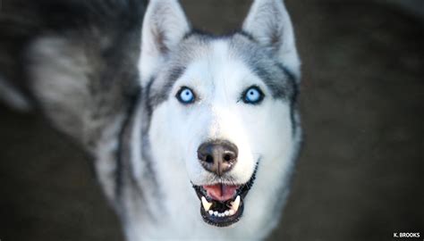 How Intelligent Are Huskies