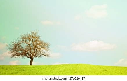 Naked Oak Tree Beautiful Landscape Stock Photo Shutterstock