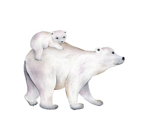 Premium Photo Polar Bear Watercolor Illustration Isolated On White