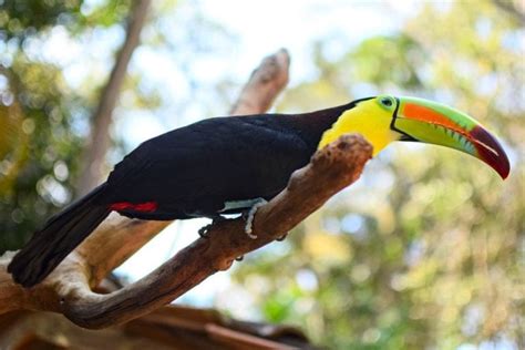 How to Visit Macaw Mountain in Copan, Honduras - Our Escape Clause