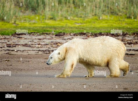 Arviat Hi Res Stock Photography And Images Alamy