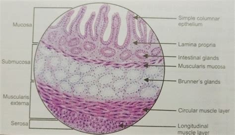 Duodenum Histology Slides Labeled