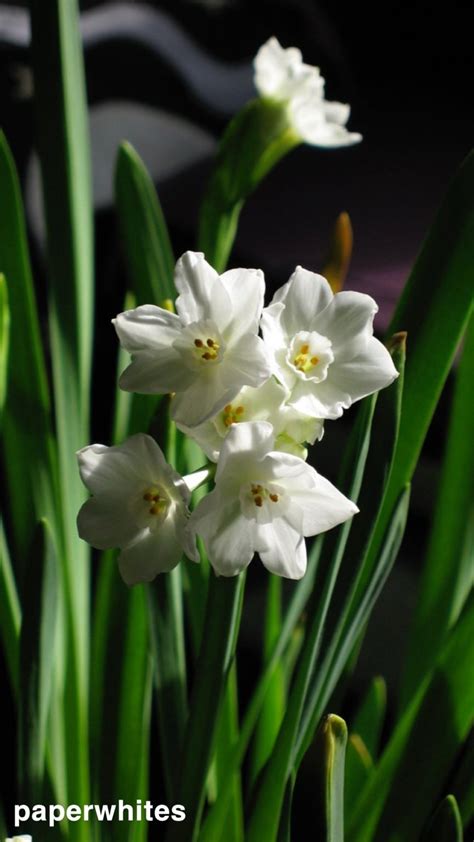 Narcissus Bulbs - McCumber Fine Gardens