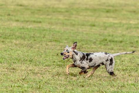 10 Rare Dog Breeds Youve Probably Never Heard Of