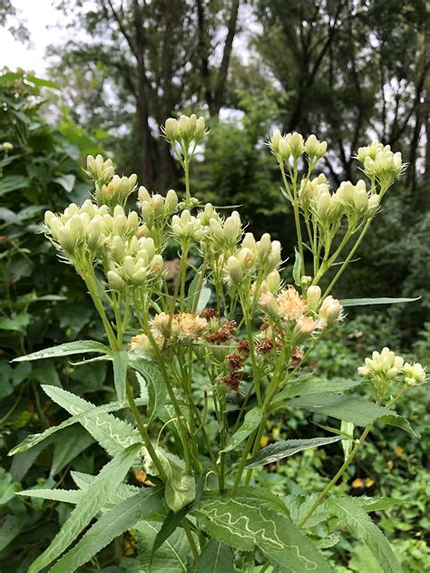 Wisconsin Wildflower | Sweet Indian Plantain | Hasteola suaveolens