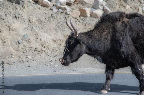 Big Yak Crossing The Road Spotted On The Way To Zanskar Valley Leh