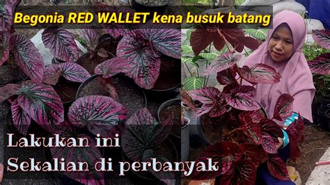 CARA MENGATASI BUSUK BATANG DAN CARA MEMPERBANYAK BEGONIA RED WALLET