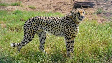 In A Cautionary Tale Ifs Officer Explains Why Did Cheetahs Go Extinct