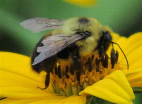 Brown Belted Bumble Bee Bombus Griseocollis Bugguidenet