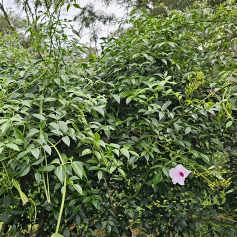 Bower Vine Agnes Conservation Community