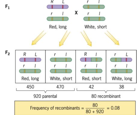 Module 5 Part 2 Gene Linkage And Mapping Flashcards Quizlet