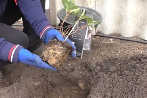 Гортензия – посадка и уход в открытом грунте, выращивание, обрезка