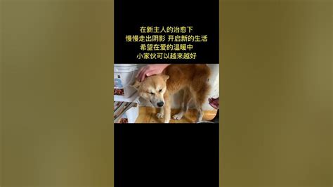 狗狗因護主無意傷人被賣狗肉館，被救後通過愛和陪伴逐漸走出陰影，如今在小院過上了幸福生活 Youtube