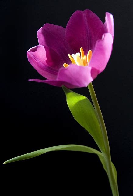 Purple Tulip 1