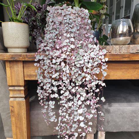 Ceropegia Woodii
