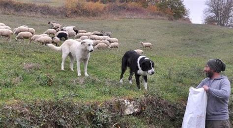 Lupi Ancora Una Strage Di Pecore Hanno Divorato Nove Esemplari