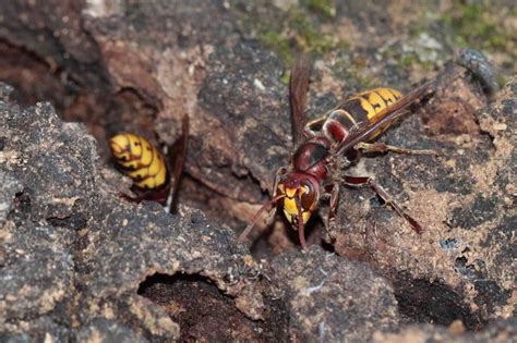 Los Ojuelos De Villarrubia De Los Ojos Un Grupo De Cazadores Localiza