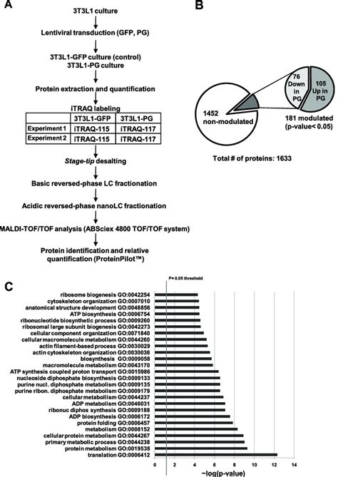 Isobaric Tags For Relative Quantification Itraq Of Modulated Proteins