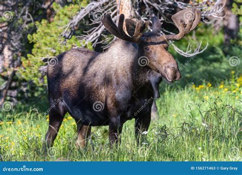 Shiras Moose In The Rocky Mountains Of Colorado Stock Image Image Of