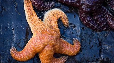 An Orange And White Starfish Sitting On Top Of A Rock Next To Purple