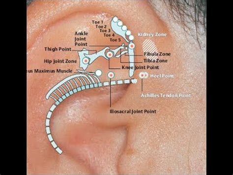 Ear Acupuncture Auriculotherapy Points Of Triangular Fossa Lobe