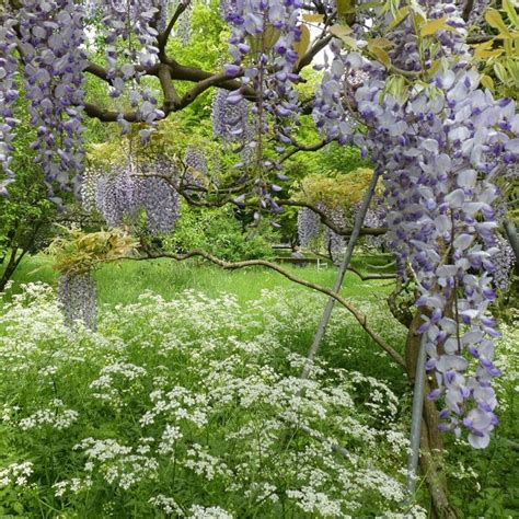 Wisteria La Glycine C Est Magnifique J Aime Ces Jardins Qui Sont Un