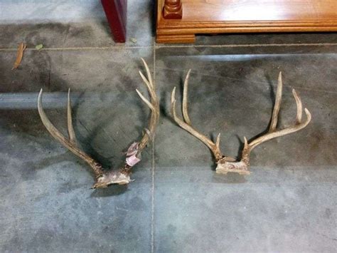 (2) DEER ANTLERS - Isabell Auction