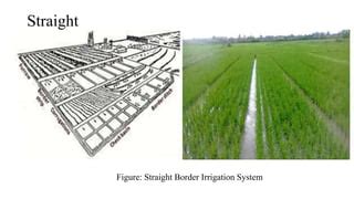 A presentation on border irrigation system by Mostafijur Rahman | PPT