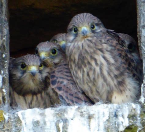 Insolite Près de Cronat des faucons crécerelles sont nés dans un grenier