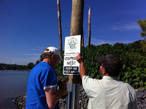 Birds Of A Feather Famous Ospreys Return To Lake Norman Nesting