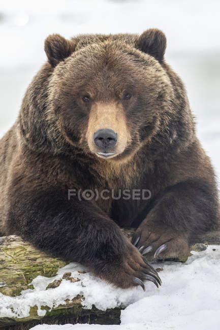 Grizzly bear in the snow at wild nature — fascinating, beautiful - Stock Photo | #266525744