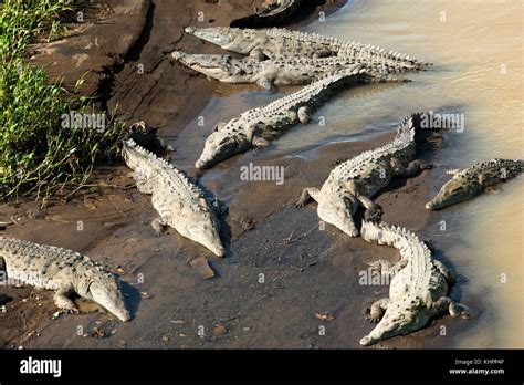 Gigantes cocodrilos Crocodylus acutus reposan en el banco del río