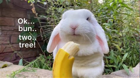 Asmr Queen Blanco The Bunny Rabbit Eats Banana Youtube