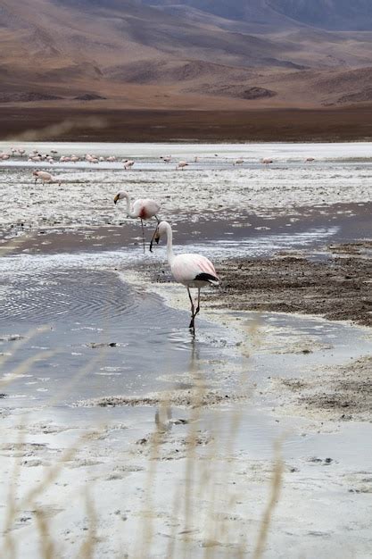 Premium Photo Panoramic View Of Lagoon Laguna De Canapa With Flamingo