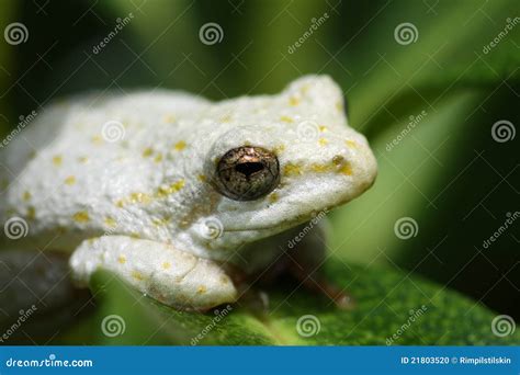 South African White Painted Reed Frog Stock Photo Image 21803520