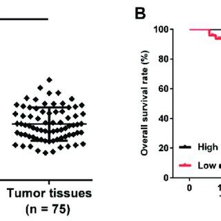 Overexpression Of MiR 466 Significantly Suppressed Cell Proliferation