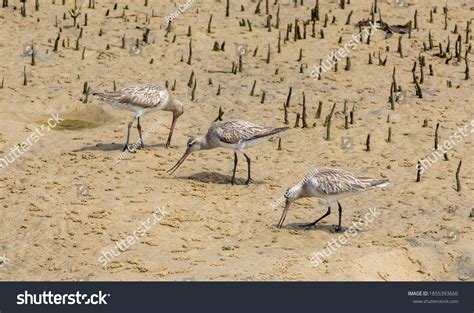 2 Eastern Curlew Feeding Images, Stock Photos & Vectors | Shutterstock